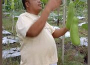 ASN Polresta Pontianak Sukses Tanam Sayur di Pekarangan Rumah, Wujudkan Ketahanan Pangan!