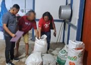 Polisi Sanggau Ungkap Perdagangan Sisik Trenggiling, 106,5 Kg Sisik Disita!