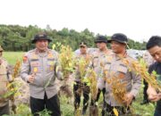 Kapolda Kalbar Tinjau Panen Perdana Kacang Kedelai di Sanggau: Wujud Nyata Dukungan Polri Terhadap Ketahanan Pangan