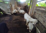 LAZISMU Salurkan Bantuan Tahap I Ke Kelompok Tani Hutan