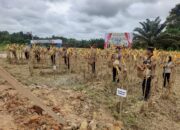 Panen Perdana Jagung Kuartal II Kepolisian Resor Sekadau Di PT Parna Kecamatan Belitang Hilir