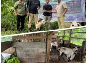 Gandeng PT TBSM Kembangkan Nilam dan Ternak Kambing melalui KTH KPH Sekadau Ungkap Proses Sangat Cepat