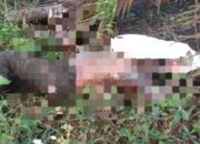 Ditemukan Tewas di Kebun Sawit, Pemburu Ular Asal Tempilang Diduga Tewas Digigit Ular: Polisi Tindaklanjuti Temuan Warga