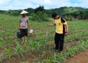 Pengecekan Berkala Demplot Jagung Polsek Jangkang: Upaya Maksimal Mendukung Ketahanan Pangan