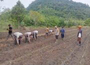 Polsek Belimbing Dan Kelompok Tani Karuni 2 Tanam Jagung Kwartal 3 di Desa Batu Ampar.