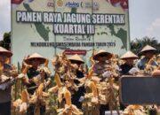 Dandim 1204/sanggau hadiri Panen jagung serentak Kuartal III di Kacematan Meliau