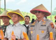 Wakil Bupati Sarolangun Dukung Panen Raya Jagung Serentak, Dorong Sarolangun Jadi Lumbung