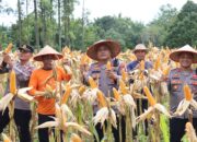 Kapolres Melawi Dan Poktan Kurunia Tani Panen Jagung di Desa Batu Ampar.