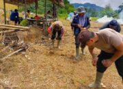Wujud Nyata Polri Dukung Ekonomi Masyarakat, Polsek Noyan Garap Lahan Jagung Demplot IV