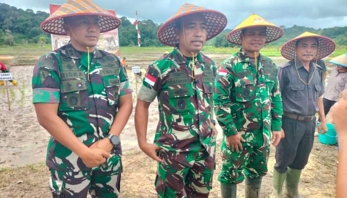 TNI Bersama Masyarakat Tanam Padi Perdana di Desa Lape, Dorong Ketahanan Pangan Nasional