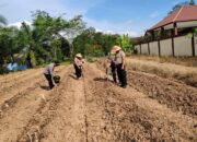 Dukung Ketahanan Pangan, Kapolres Melawi Perintahkan Personel Terlibat Penanaman Jagung dari Awal hingga Panen