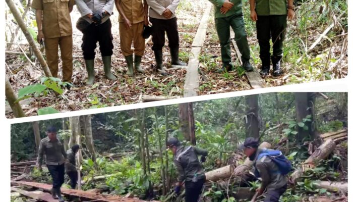 KPH Sekadau Berantas Pembalakan Liar di HL Gunung Pering Melawi Condong