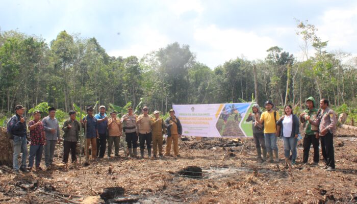 BUMDes Sungai Segak Manfaatkan Lahan Desa untuk Tanam Jagung Dukung Ketahanan Pangan Nasional