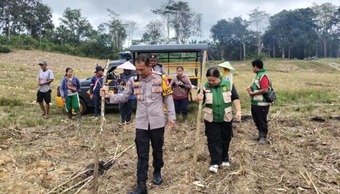 Dukung Swasembada Pangan, Polsek Beduai Optimalkan Lahan Demplot 1 Hektare
