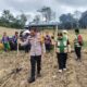 Dukung Swasembada Pangan, Polsek Beduai Optimalkan Lahan Demplot 1 Hektare