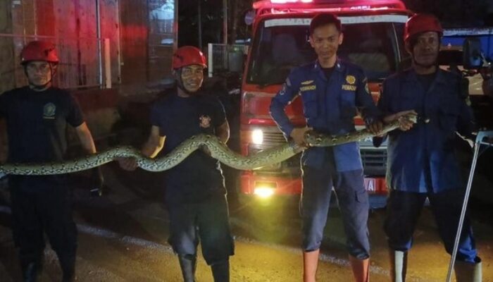 Damkar Surabaya Evakuasi 177 Ular Selama Tiga Bulan