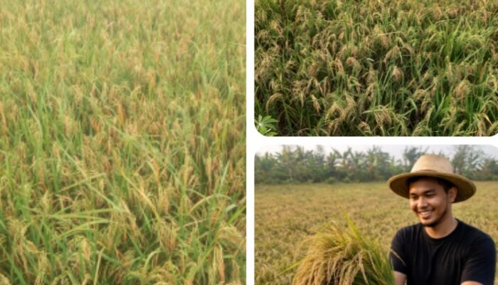 Petani Milenial Sukodadi Sukses Uji Coba Terapan Organik, Hasil Panen Meningkat di Tengah Ancaman Hama.