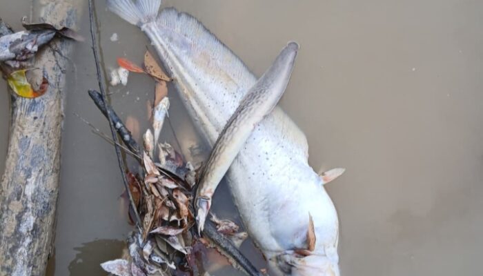 VIRAL!! Limbah Hitam PT Mitra Karya Sentosa (PT MKS) Cemari Sungai, Pabrik Sawit Kabur Tanggung Jawab