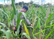 Sinergi Polisi dan Petani di Bonti Dorong Keberhasilan Program Ketahanan Pangan