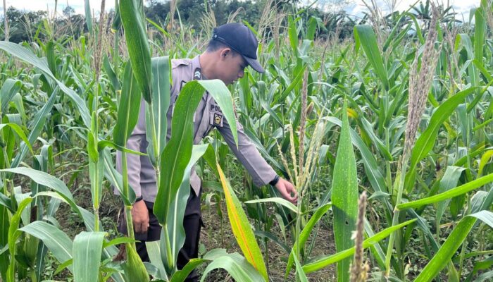 Sinergi Polisi dan Petani di Bonti Dorong Keberhasilan Program Ketahanan Pangan