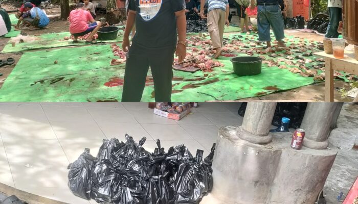 Ketua DPC PPWI Juga Ketua Jamaah Yasin Wali Songo Sembelih 2 Ekor Sapi dan 1 Ekor Kambing