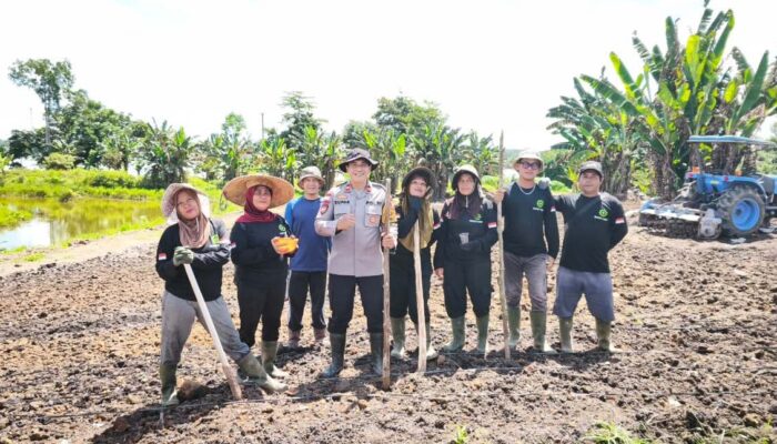 Dukung Swasembada Pangan Nasional, Kapolsek Meliau Pimpin Penanaman Jagung Hibrida di Lahan 2 Hektare