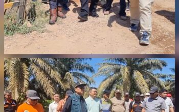 Lahan Plasma Milik Koperasi Dirampas PT.Agrinas Palma Nusantara : Bupati Sebastianus Darwis Tegaskan Panen Harus Dilakukan Petani Plasma