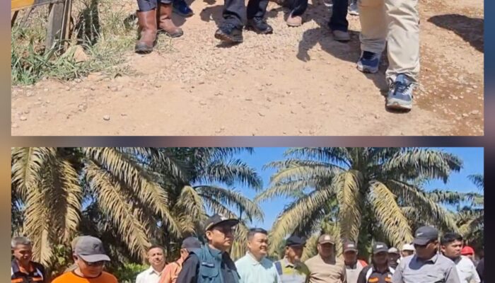 Lahan Plasma Milik Koperasi Dirampas PT.Agrinas Palma Nusantara : Bupati Sebastianus Darwis Tegaskan Panen Harus Dilakukan Petani Plasma