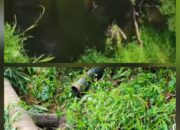 Kades Binjai Soroti Dugaan Pembuangan Limbah PT SBW ke Sungai Lape, Minta DLH Bertindak Tegas