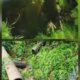 Kades Binjai Soroti Dugaan Pembuangan Limbah PT SBW ke Sungai Lape, Minta DLH Bertindak Tegas