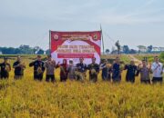 Hasil Panen Terapan Organik Bela Negara Demplot di Kelurahan Bejen Kab. Karanganyar capai 8,1 Ton per Hektar