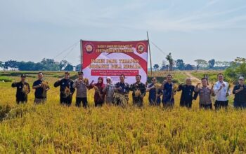 Hasil Panen Terapan Organik Bela Negara Demplot di Kelurahan Bejen Kab. Karanganyar capai 8,1 Ton per Hektar