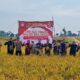Hasil Panen Terapan Organik Bela Negara Demplot di Kelurahan Bejen Kab. Karanganyar capai 8,1 Ton per Hektar